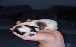 Lhasa Apso dogs for sale: Lhasa apso puppies  - Image 5