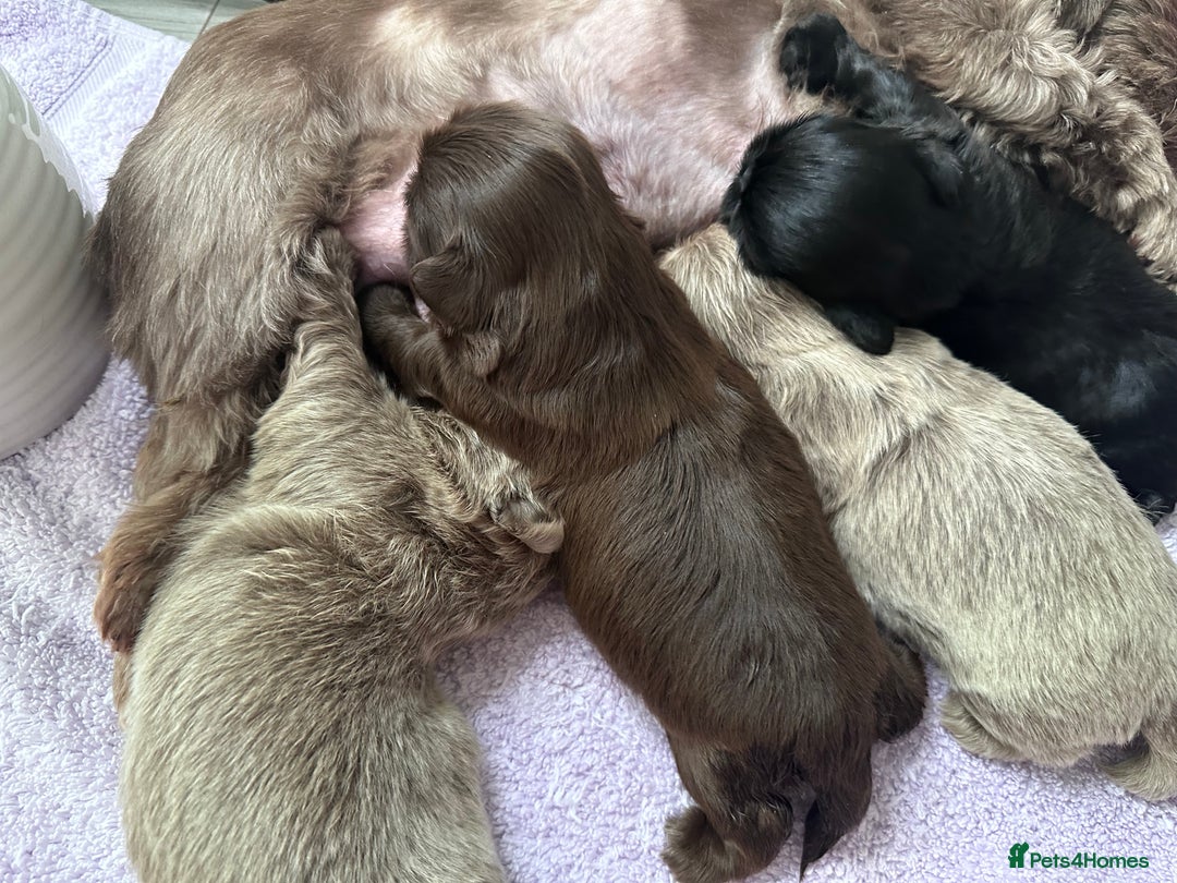 Shih Tzu dogs for sale: Exquisite KC Doll Faced Imperials (LILAC/CHOC) 🎀 - Image 6