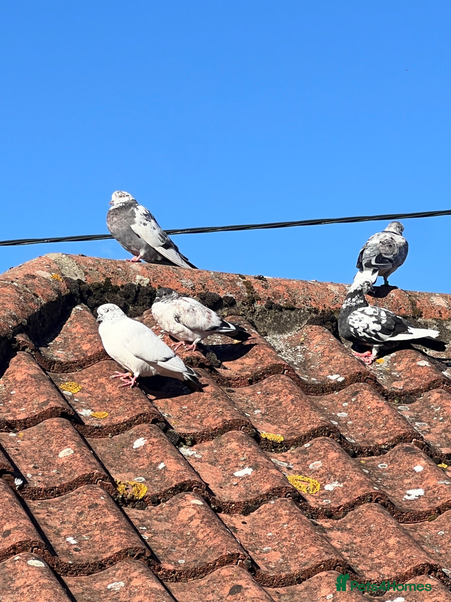 Pigeons birds Fancy Pigeons Looking for New Homes - Advert 8