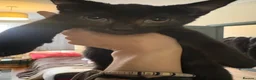 Mixed Breed cats for sale: Little ones are looking for loving home - Advert 27