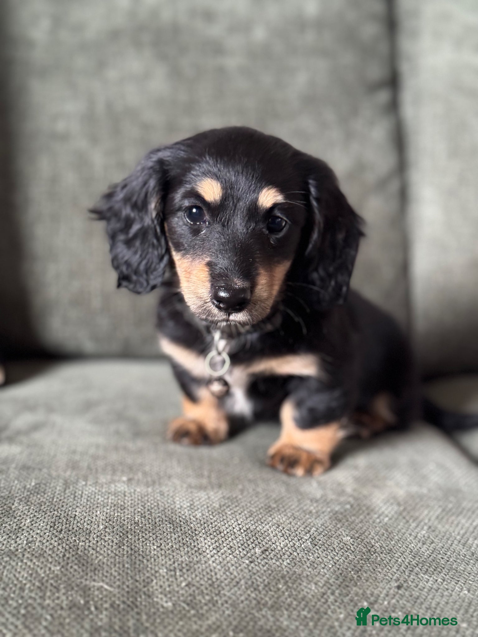 Miniature Dachshund dogs for sale: Black and cream long haired dachshunds - Advert 3
