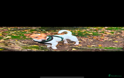 Jack Russell dogs for sale: 5 beautiful jack russel pups  - Image 17