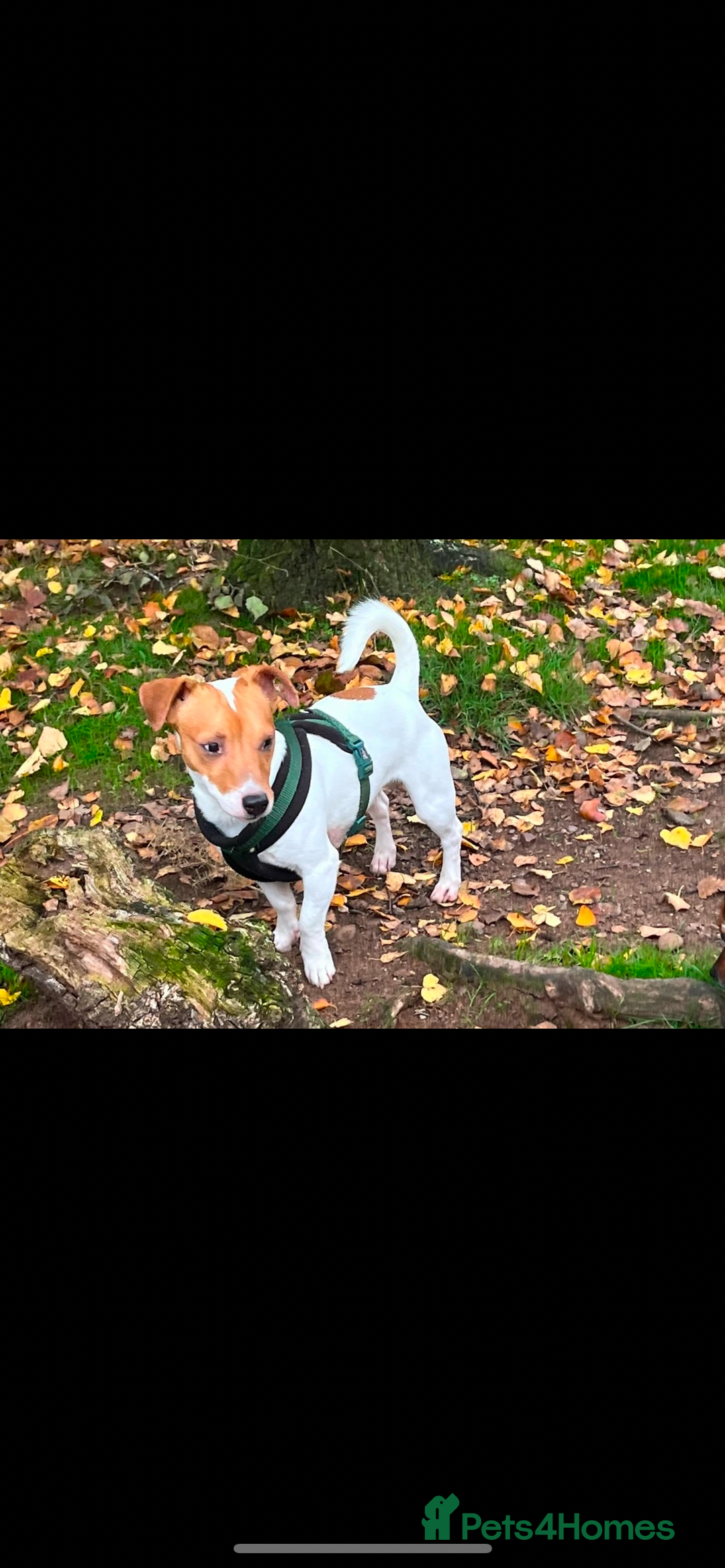 Jack Russell dogs for sale: 5 beautiful jack russel pups  - Image 17