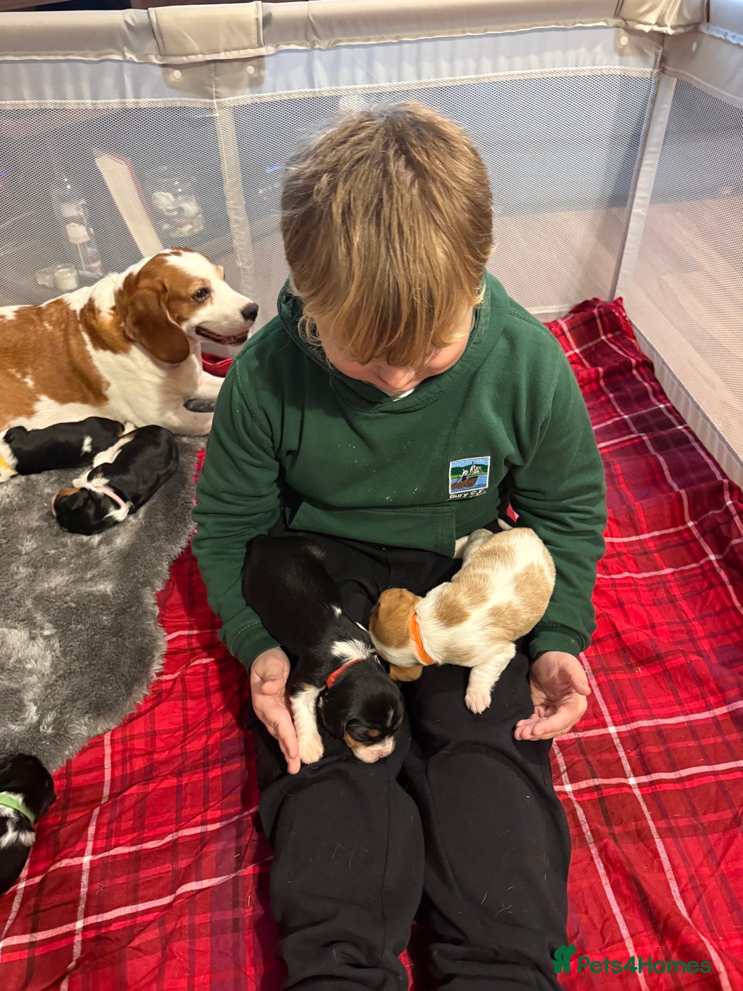 Beaglier dogs for sale: Beautiful Girl Puppies Looking for Loving Homes - Advert 12