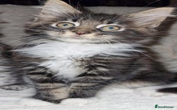 Maine Coon cats for sale: MAINE COONE KITTENS CHAMPION BLOODLINE - Image 7