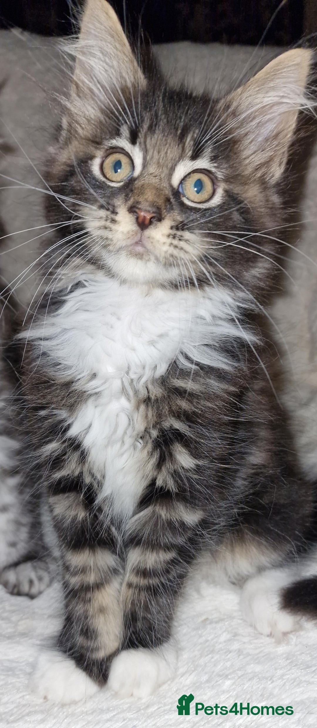 Maine Coon cats for sale: MAINE COONE KITTENS CHAMPION BLOODLINE - Image 7