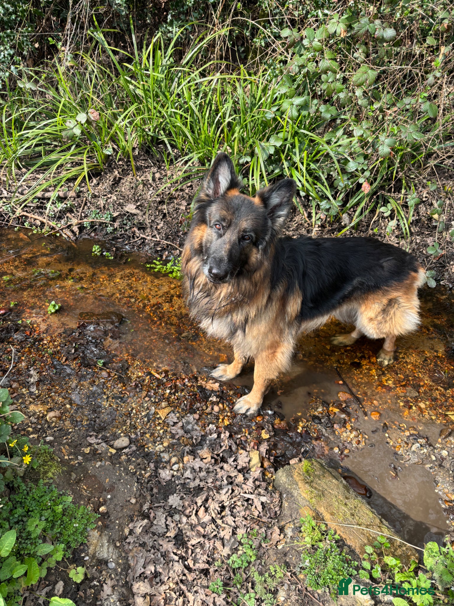 German Shepherd dogs 8 yo GSD  - Advert 1