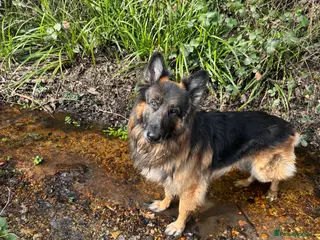 German Shepherd dogs 8 yo GSD - Advert 1