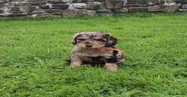 Cockapoo dogs - Advert 4