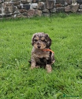 Cockapoo dogs - Advert 11