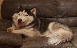 Siberian Husky dogs for stud: Proven Siberian Husky for Stud Blue Eyes in Cheltenham - Image 3