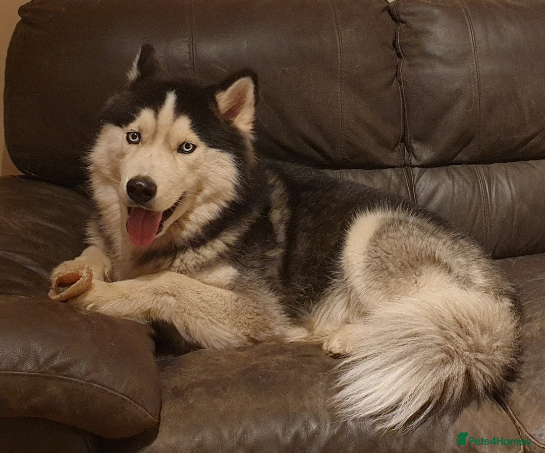 Siberian Husky dogs for stud: Siberian Husky - produces large litters in Cheltenham - Advert 3