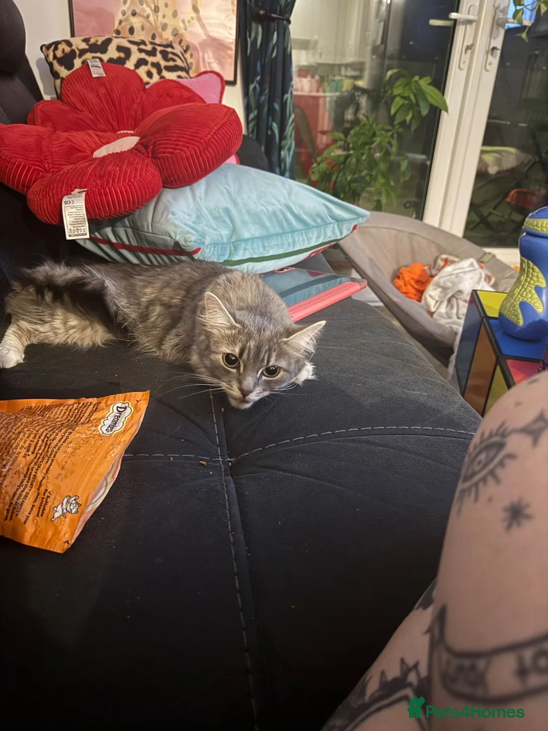 British Longhair cats for sale: Meet angel   in Sevenoaks - Advert 1