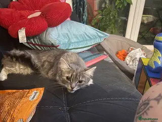 British Longhair cats Meet angel - Advert 3