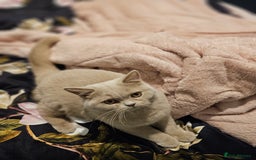 British Shorthair cats for sale: Gccf Champion parents RARE FAWN 1 left Ready Now - Image 1