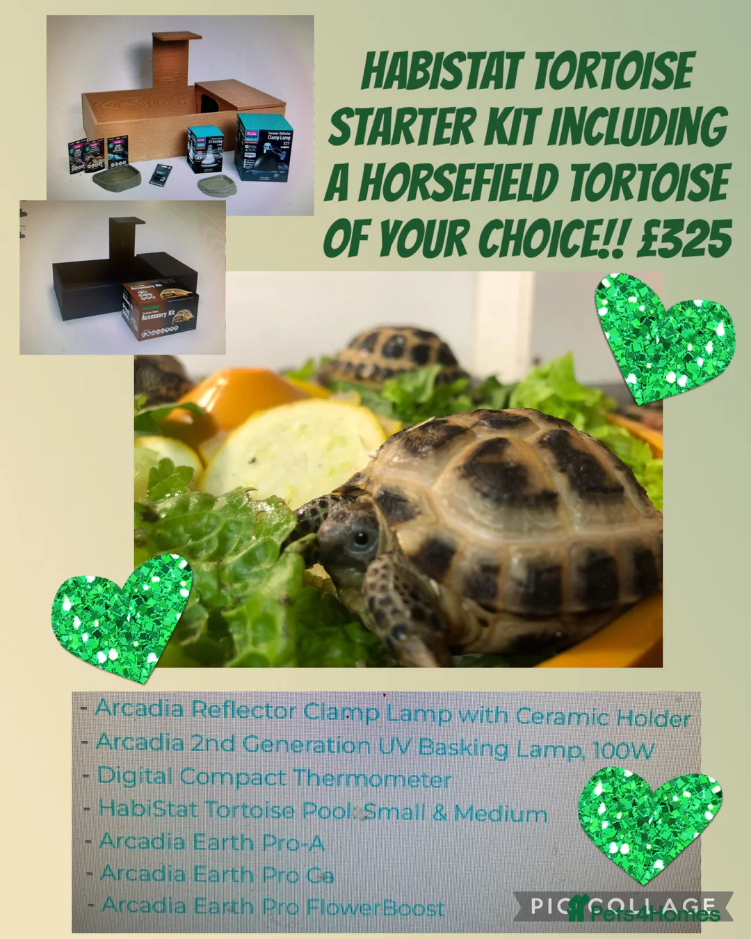 Tortoise reptiles for sale: Horsefield tortoises  - Advert 1