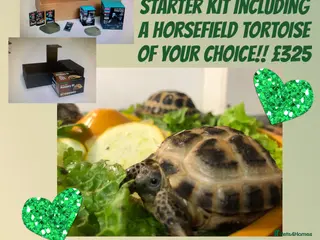 Tortoise reptiles for sale: Horsefield tortoises - Advert 1