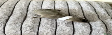 Italian Greyhound Puppy 3