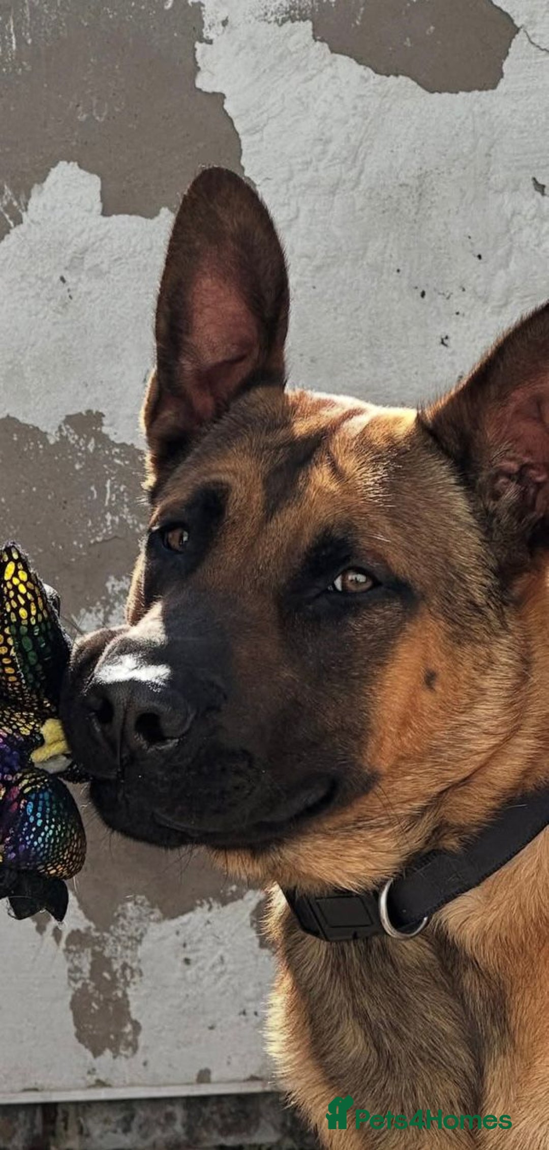 Belgian Shepherd Dog dogs for sale: Working Dutch shepherd/bull herder for rehome - Advert 4