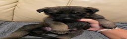 Belgian Shepherd Dog dogs for sale: Belgian Malinois puppies - Advert 15