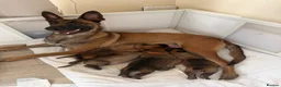 Belgian Shepherd Dog dogs for sale: Belgian Malinois Puppies  in Billingham - Advert 2