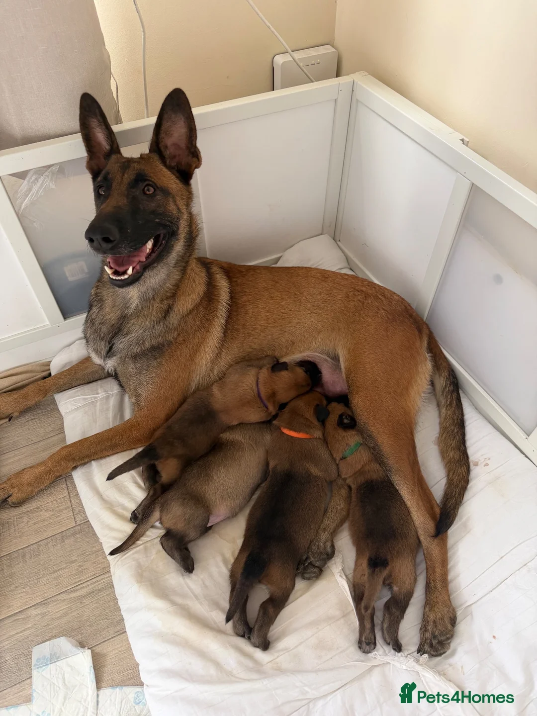 Belgian Shepherd Dog dogs for sale: Belgian Malinois Puppies  in Billingham - Advert 2