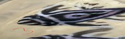 Plecos fish for sale: L046 zebra plecos 3x trios in Keighley - Advert 6
