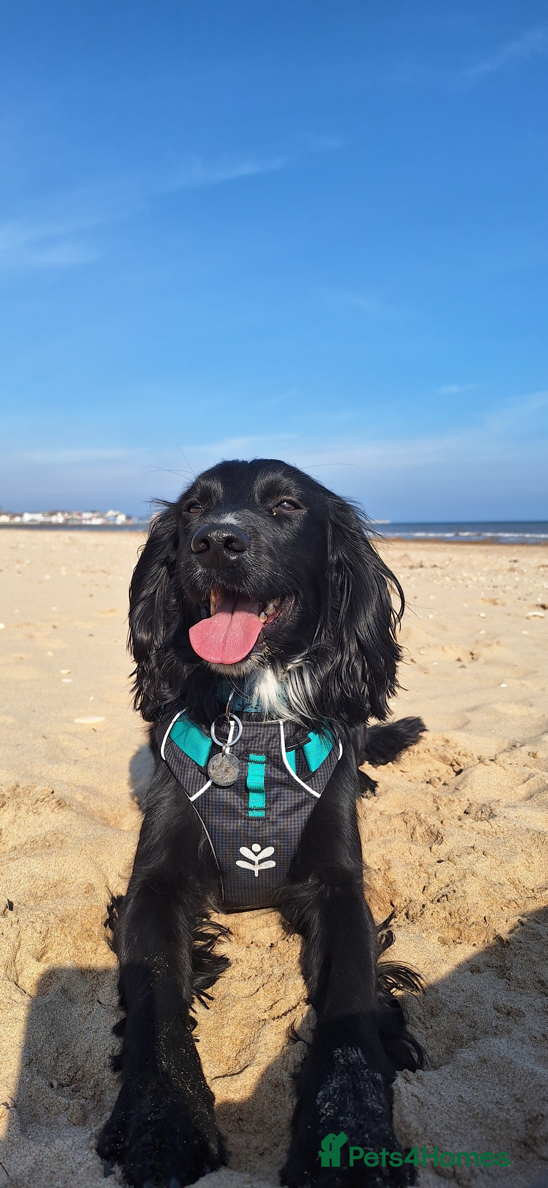 Cocker Spaniel dogs Cocker spaniel for stud in Hull - Advert 10