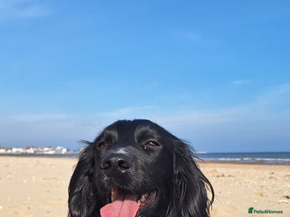 Cocker Spaniel dogs in Hull - Advert 16