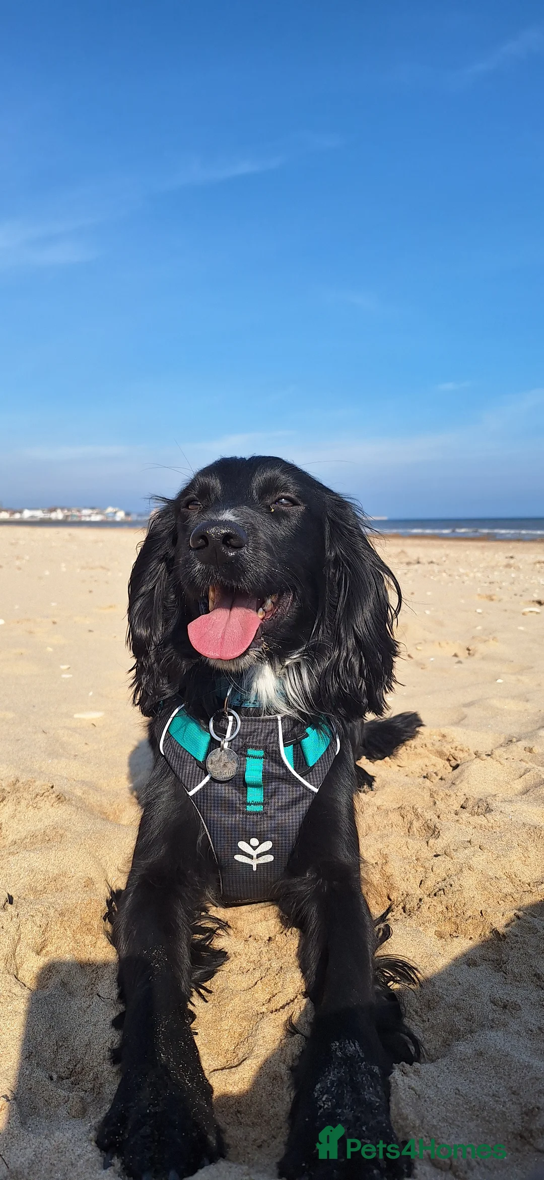 Cocker Spaniel dogs for stud: Cocker spaniel for stud in Hull - Advert 1