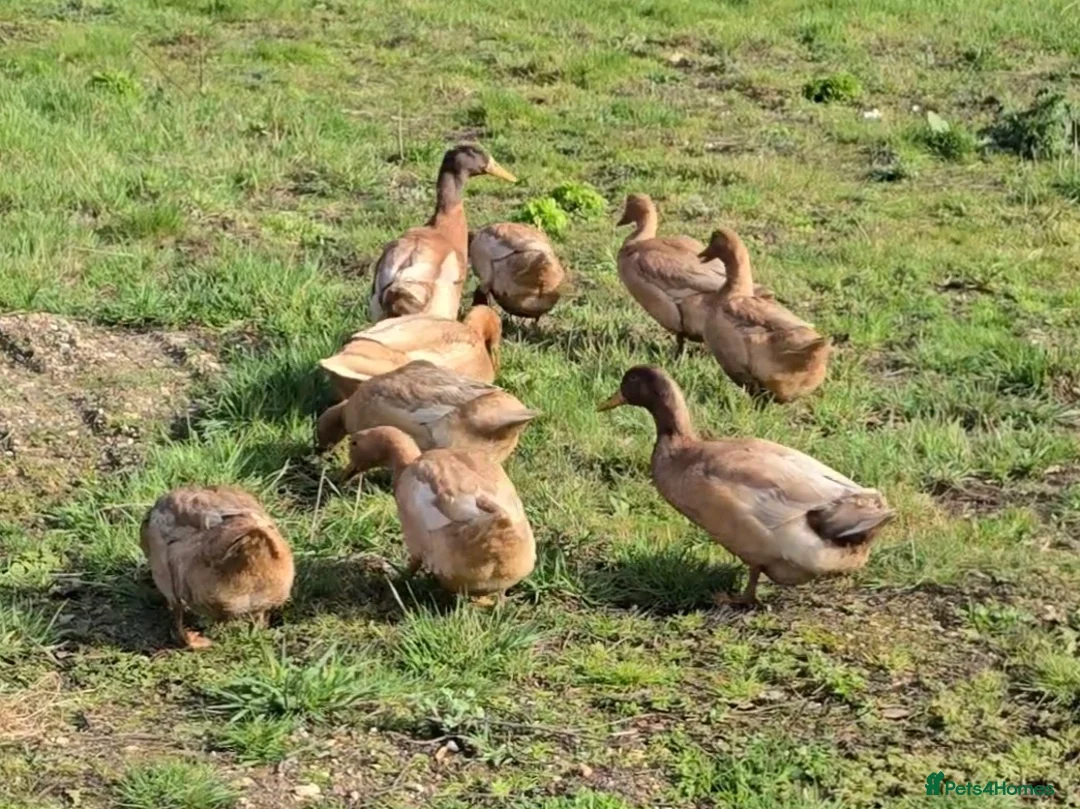 Ducks poultry for sale: Buff Orpington ducklings  - Advert 6