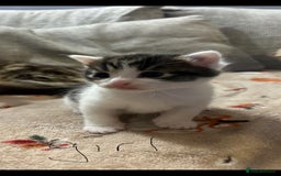 British Shorthair cats for sale: 5 beautiful kittens available from 18th December  - Advert 8