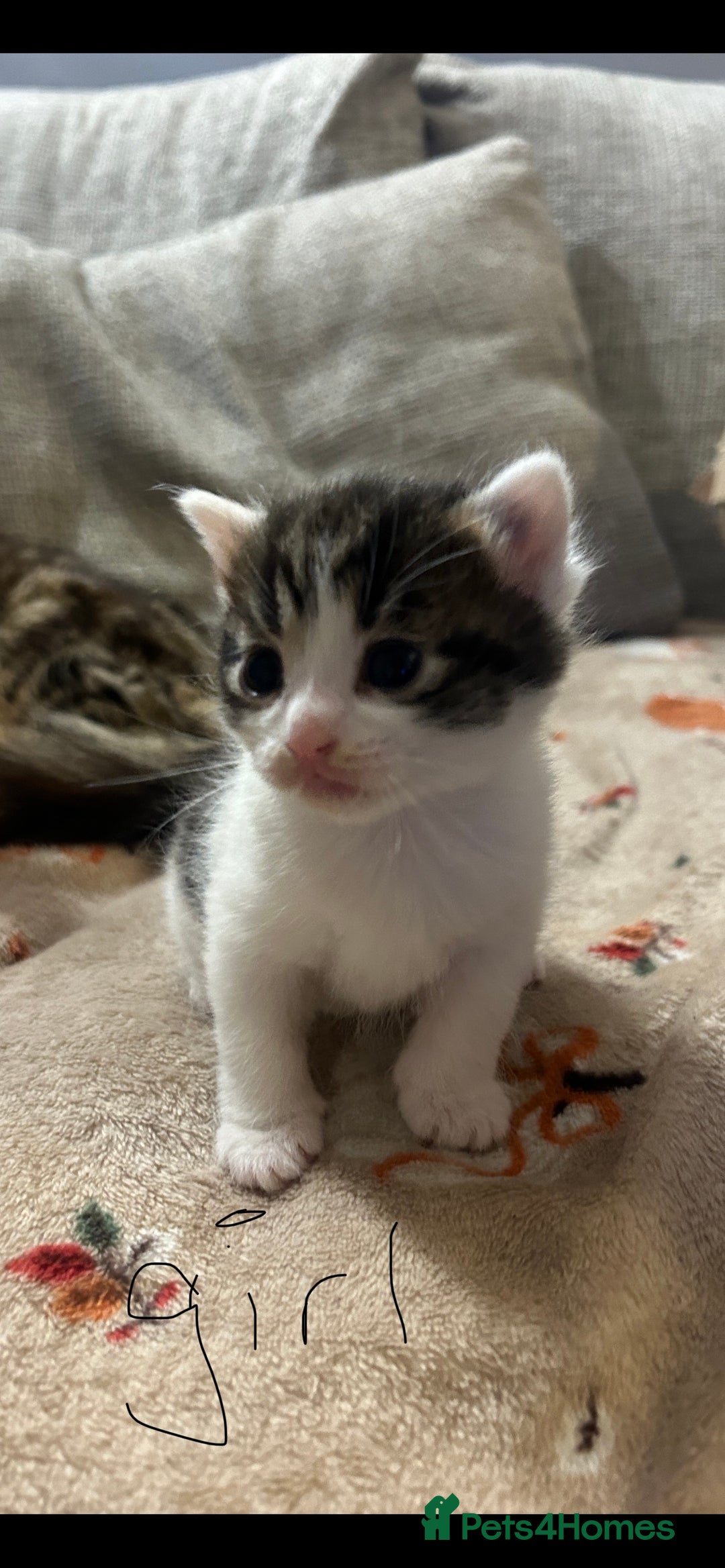 British Shorthair cats for sale: 5 beautiful kittens available from 18th December  - Advert 8