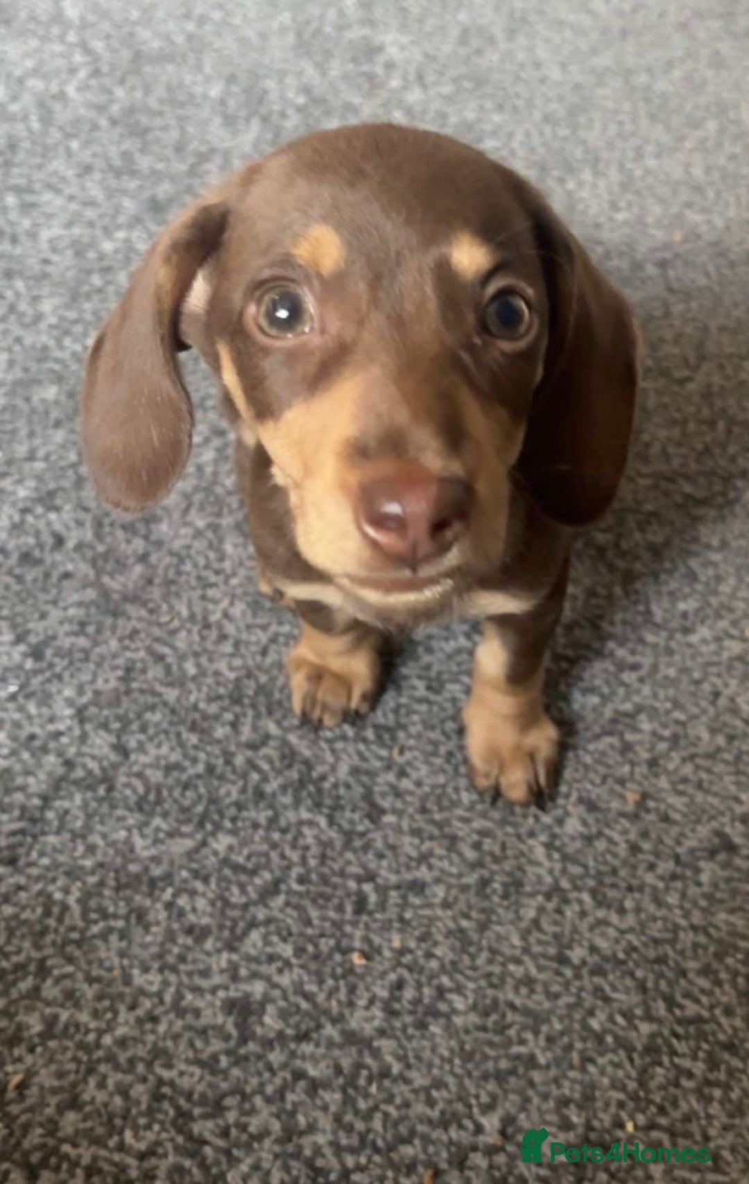 Miniature Dachshund dogs for sale: Male Miniature dachshund - Image 4