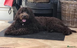 Labradoodle dogs for sale: F4 Standard Labradoodles (Fully Health Tested) - Image 6