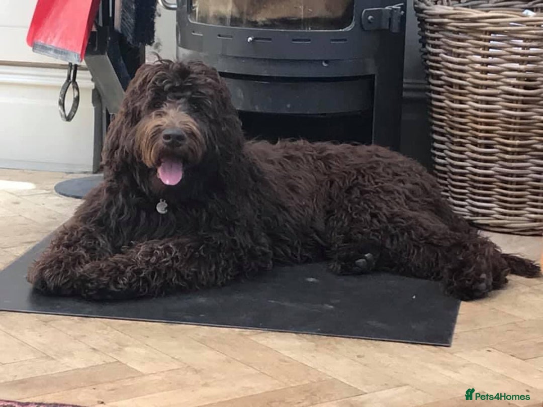 Labradoodle dogs for sale: F4 Standard Labradoodles (Fully Health Tested) - Image 6