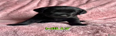 Milly Chichy