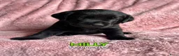 Labrador Retriever dogs for sale: Pure Labrador Retriever/ KC registered  - Advert 31
