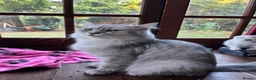 Scottish Fold cats for sale: Scottish Straight hair girl  - Advert 4