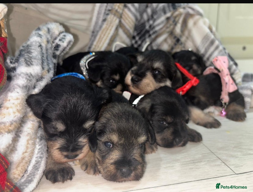 Miniature Schnauzer dogs 8 beautiful kc registered miniature schnauzer pups - Advert 3