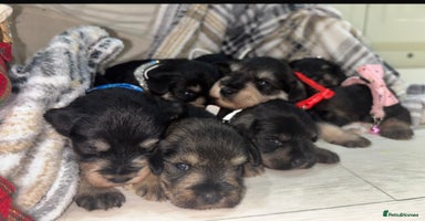 Miniature Schnauzer dogs 1more left! kc registered miniature schnauzer pups - Advert 3