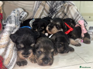 Miniature Schnauzer dogs - Advert 2