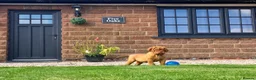 Dogue De Bordeaux dogs for stud: stud available in Carlisle - Advert 7