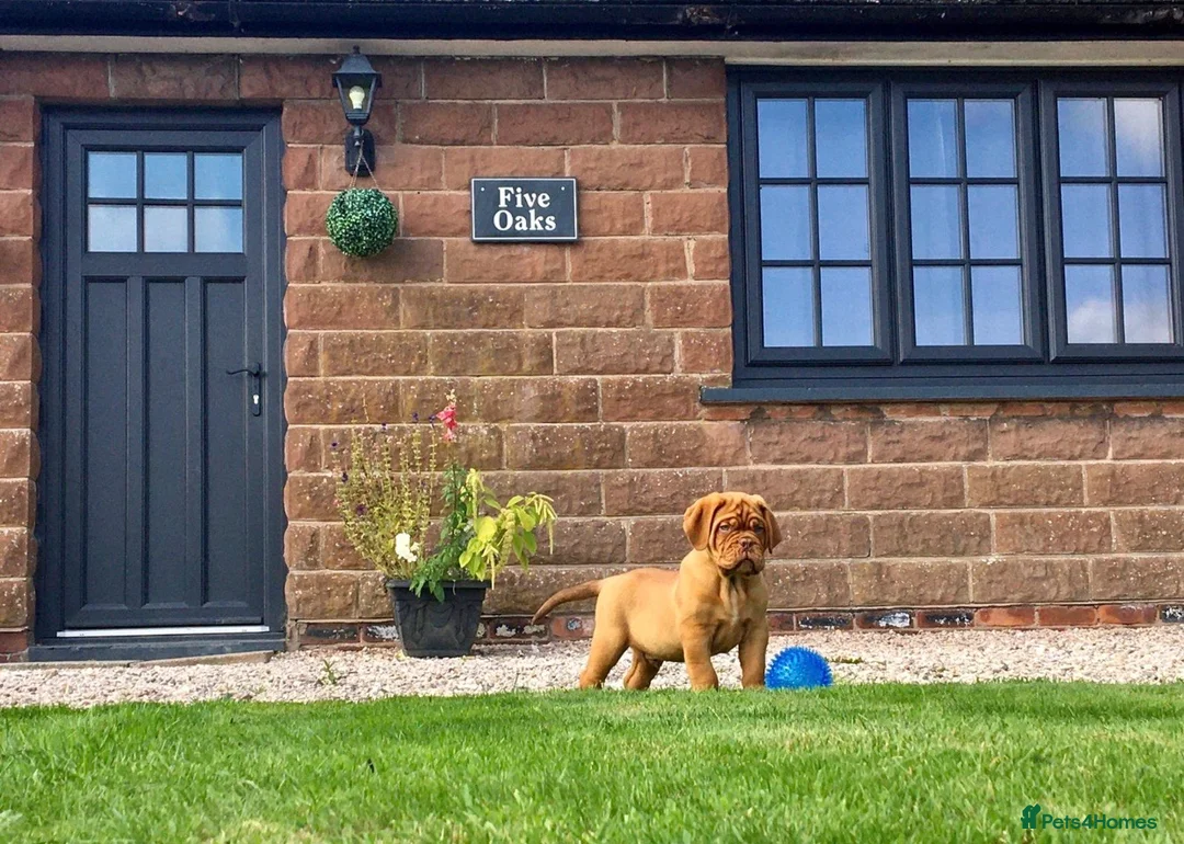 Dogue De Bordeaux dogs for stud: stud available in Carlisle - Advert 7