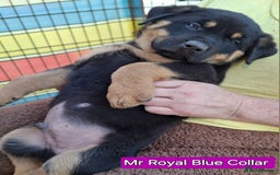 Rottweiler dogs for sale: Stunning Litter Of Shepweiler X Mastiff Pups - Image 2