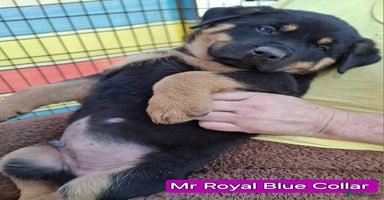 Rottweiler dogs - Advert 4