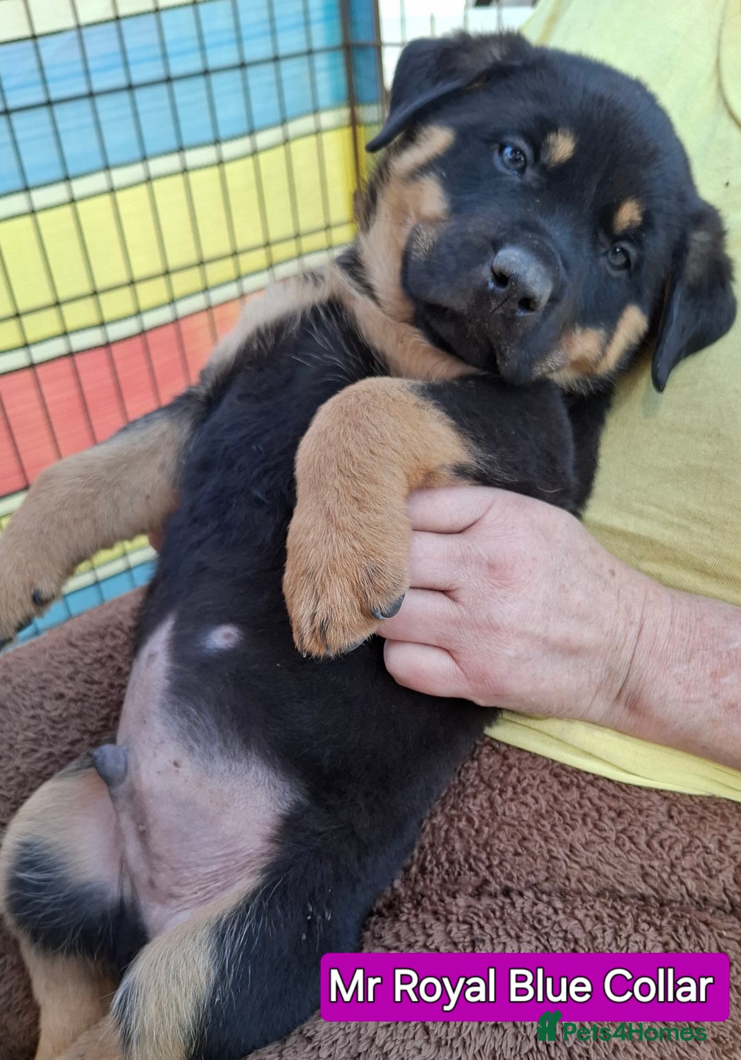 Rottweiler dogs for sale: Stunning Litter Of Shepweiler X Mastiff Pups - Image 2