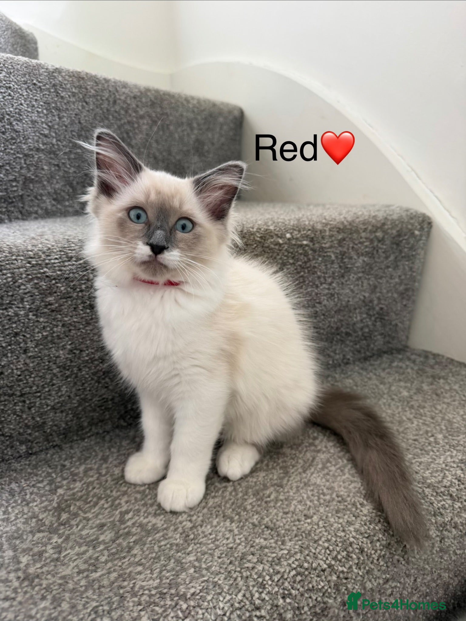Ragdoll cats 🩷4 blue bi-colour ragdoll kittens left🩵 - Advert 1