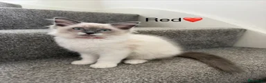Ragdoll 3