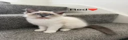 Ragdoll cats for sale: 🩷4 blue bi-colour ragdoll kittens left🩵 - Advert 1